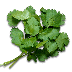 Кінза